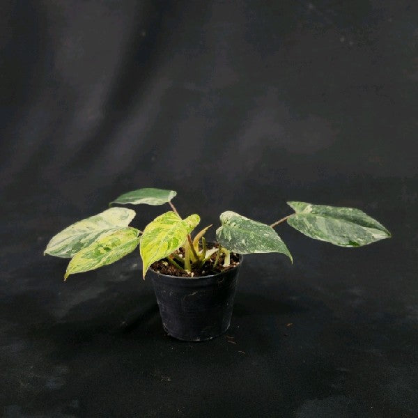 Philodendron Emerald Queen Marble Mutation