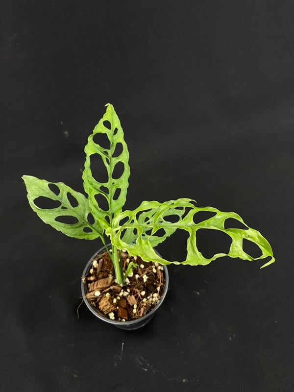 Monstera obliqua Peru
