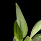 Scindapsus treubii Dark Form