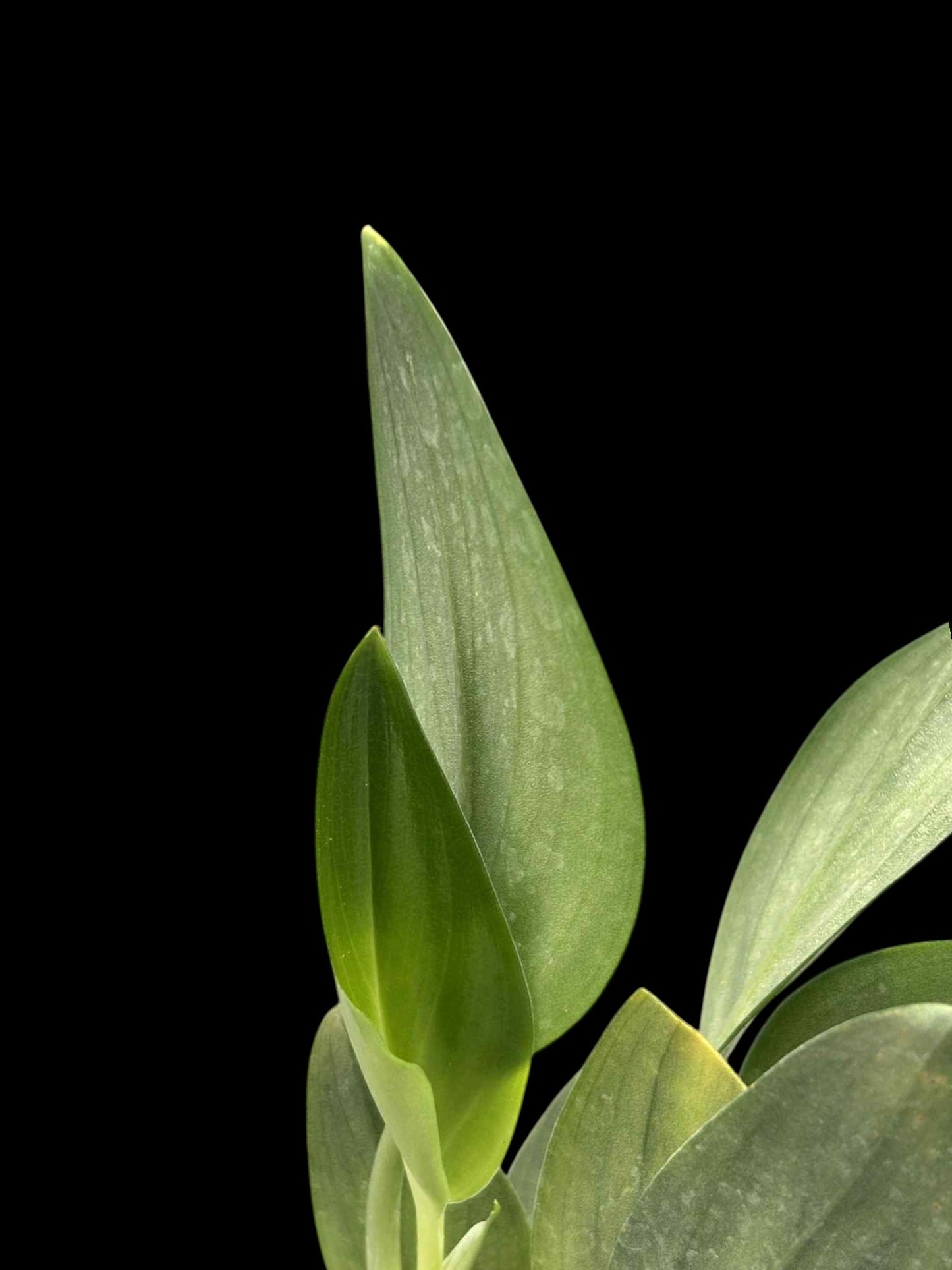 Scindapsus treubii Dark Form