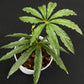 Anthurium polyschistum