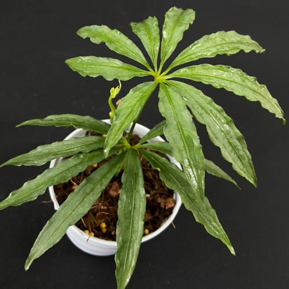 Anthurium polyschistum