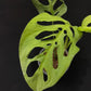 Monstera esqueleto