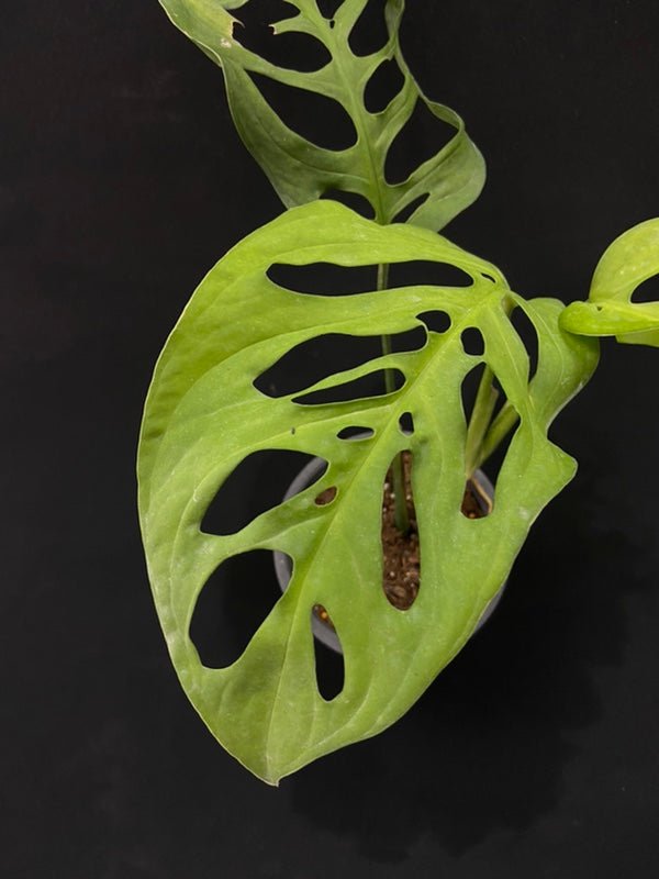 Monstera esqueleto