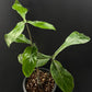 Philodendron 69686