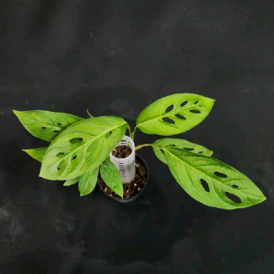 Monstera adansonii Valle Central Mini Form