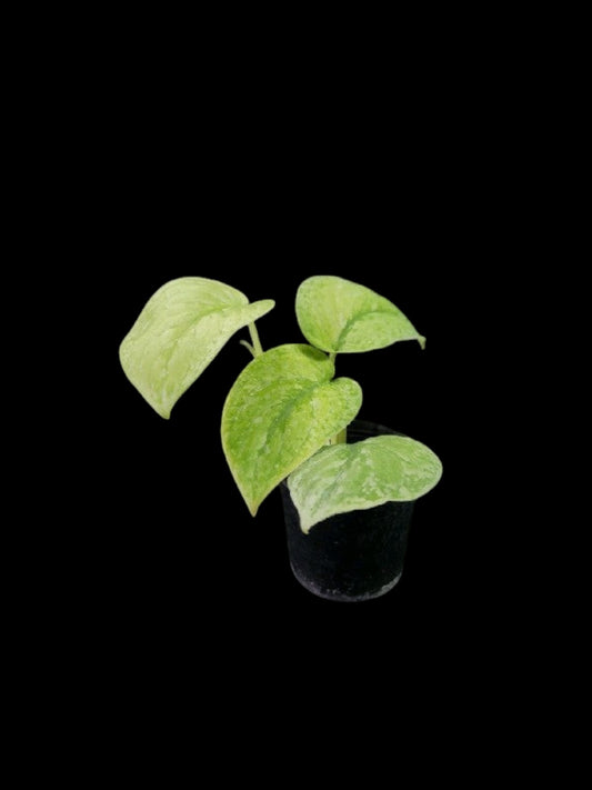 Scindapsus Blue Splash