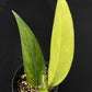 Monstera croatii