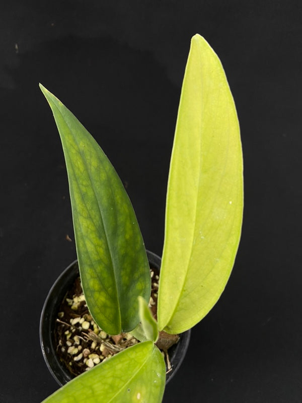 Monstera croatii