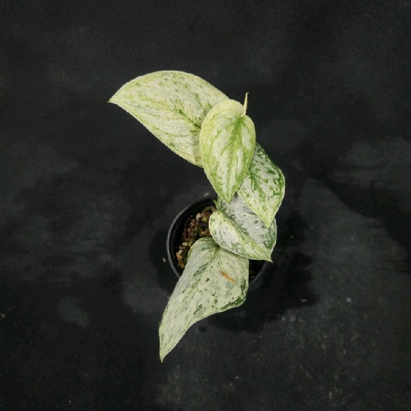 Scindapsus peasun variegated
