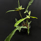 Philodendron longilobatum