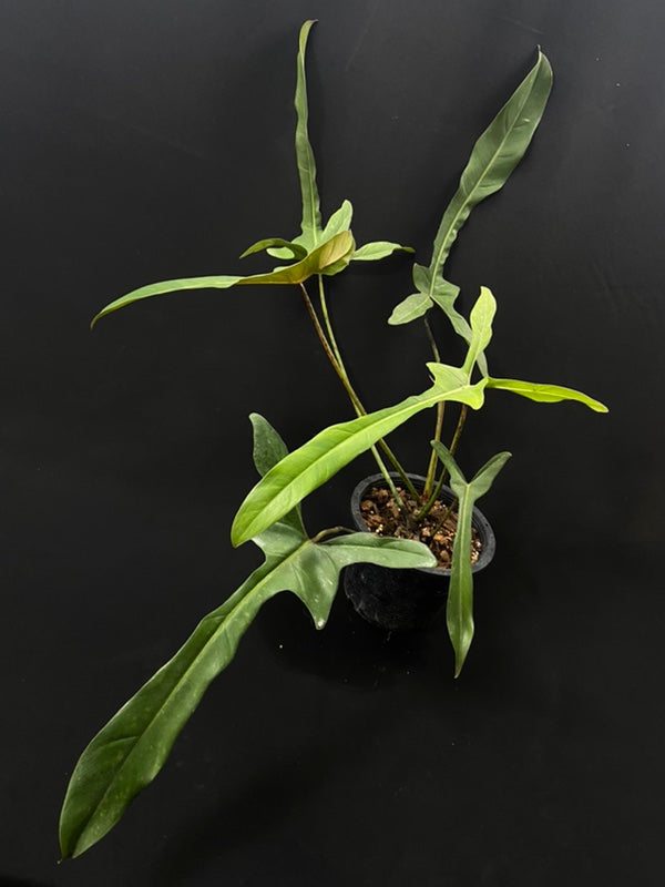 Philodendron longilobatum