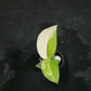 Scindapsus Jade Satin aurea
