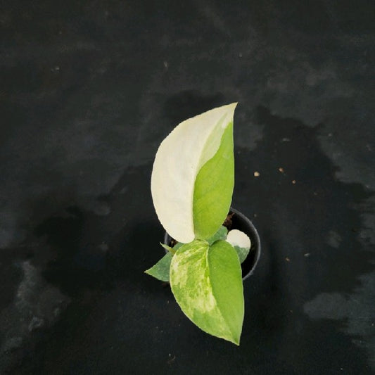 Scindapsus Jade Satin aurea