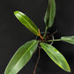 Philodendron ruizii
