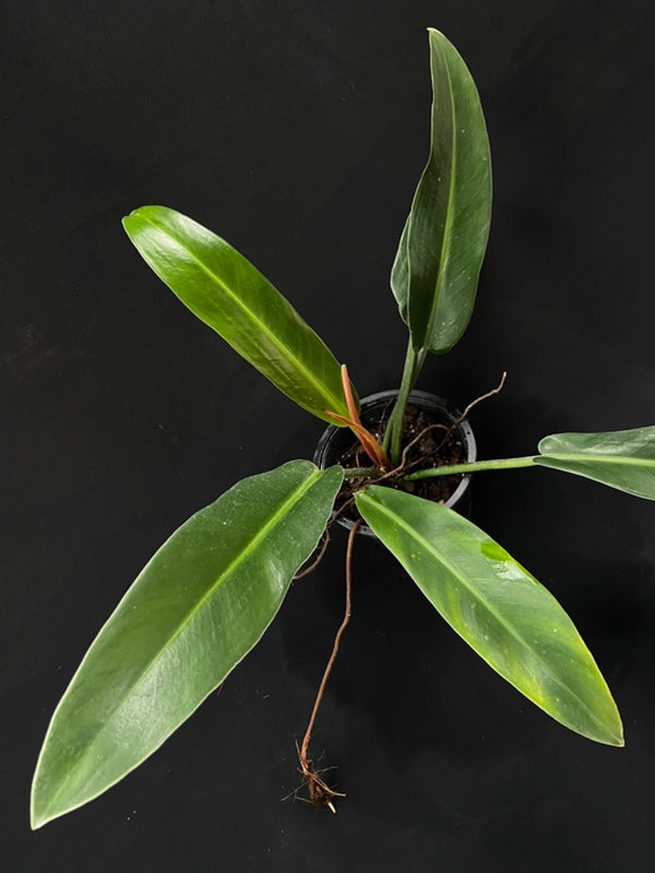 Philodendron ruizii