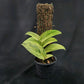 Rhaphidophora latevaginata mint