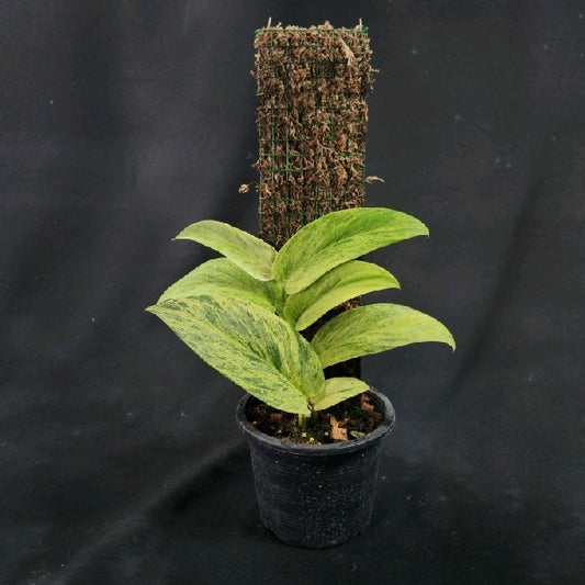 Rhaphidophora latevaginata mint