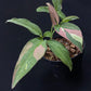Syngonium Red Spot Tricolor