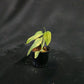 Monstera siltepecana variegated
