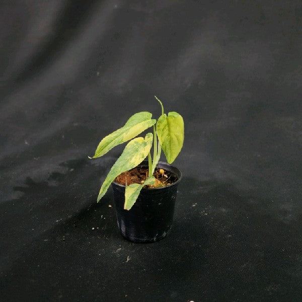Monstera siltepecana variegated