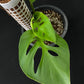 Monstera acuminata