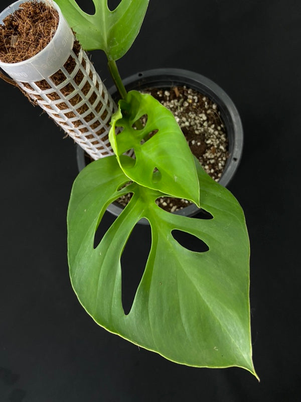 Monstera acuminata