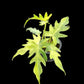Philodendron radiatum variegated