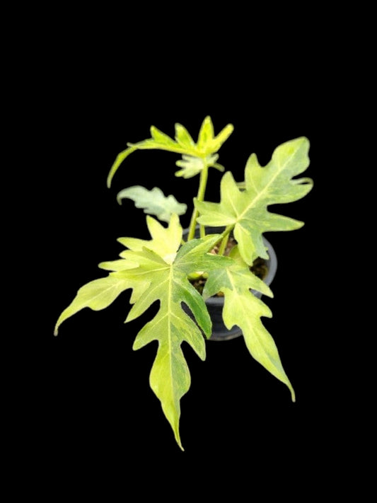 Philodendron radiatum variegated
