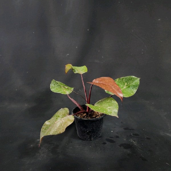 Philodendron Orange Princess