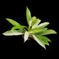 Philodendron Wende-imbe variegated