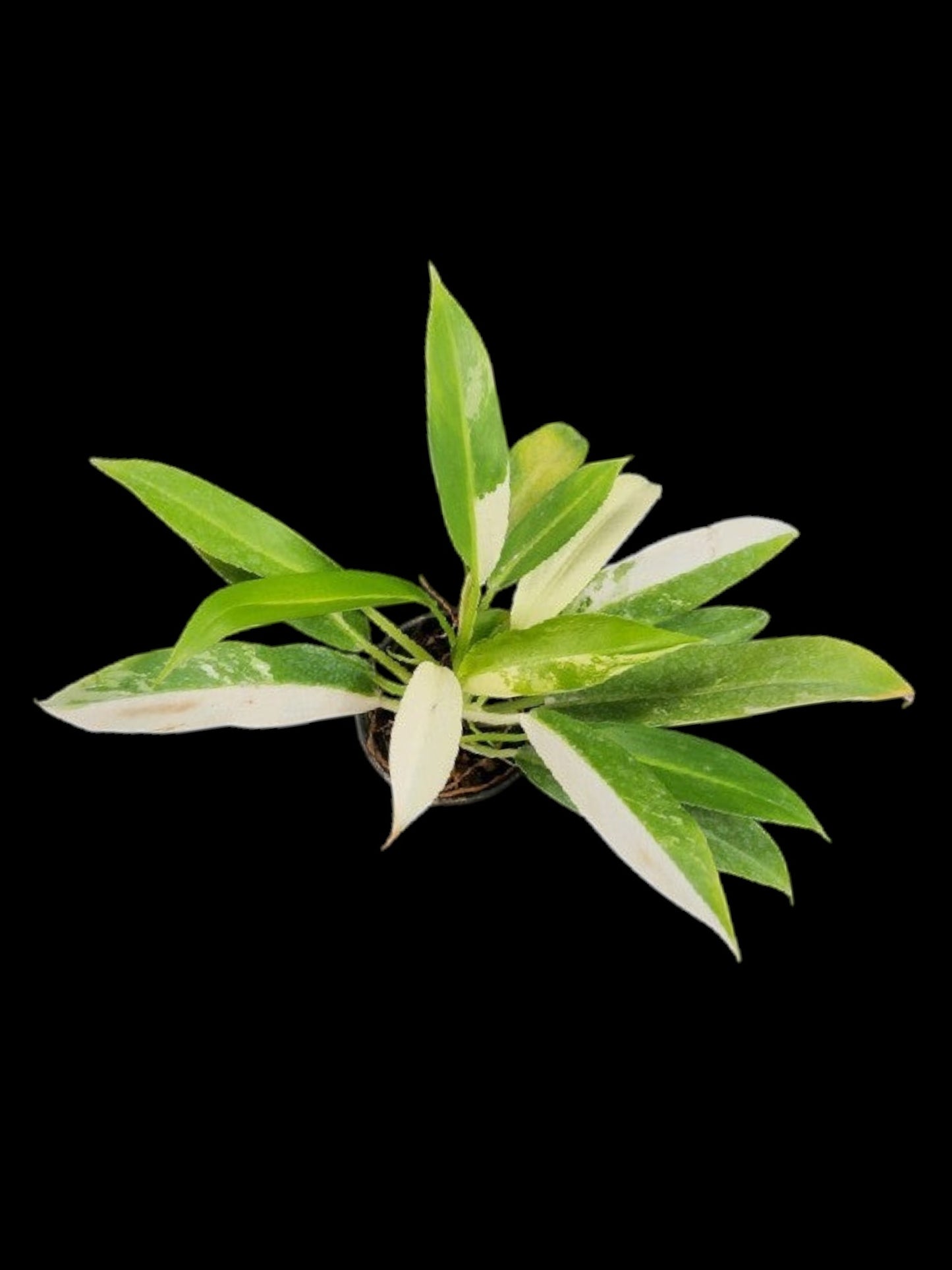 Philodendron Wende-imbe variegated