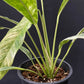 Rhaphidophora megasperma variagated