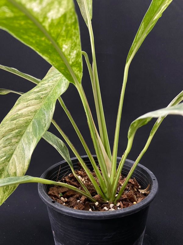 Rhaphidophora megasperma variagated