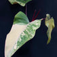 Philodendron Strawberry Shake