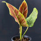 Philodendron subhastatum variegated