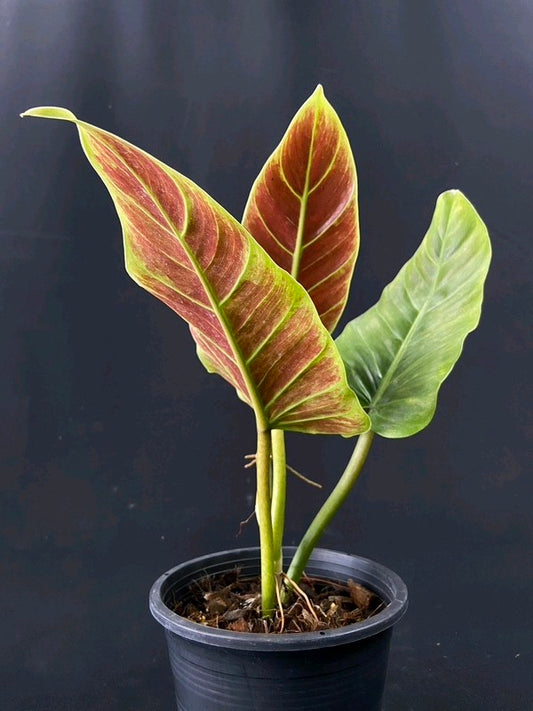 Philodendron subhastatum variegated