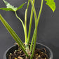 Philodendron Golden Dragon Narrow Form