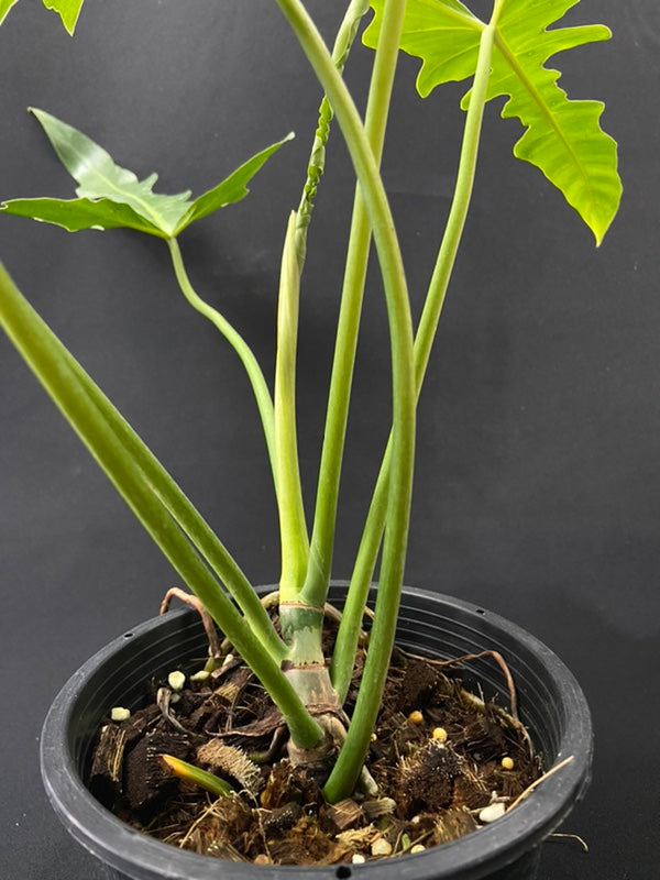 Philodendron Golden Dragon Narrow Form