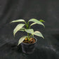 Philodendron hastatum variegated
