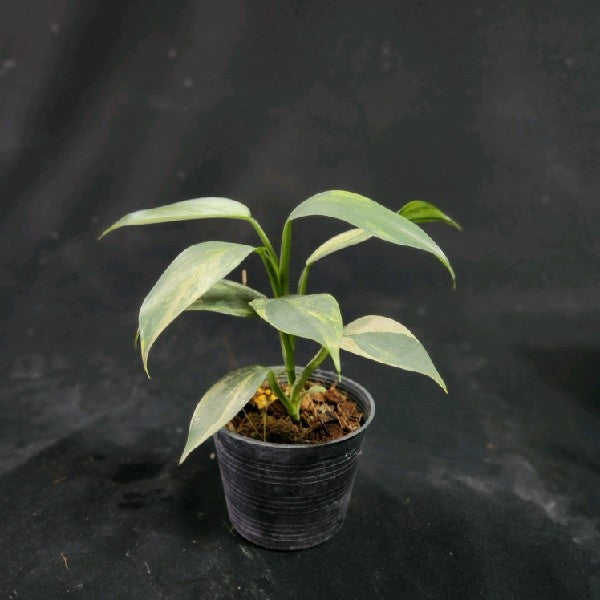 Philodendron hastatum variegated