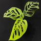Monstera esqueleto