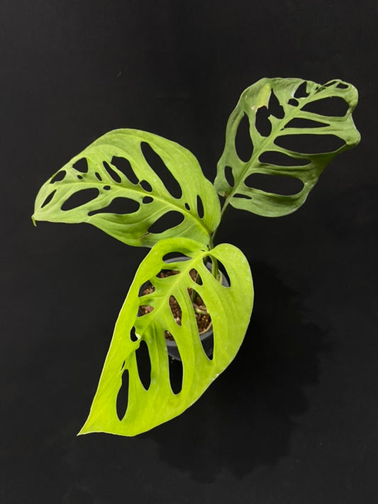 Monstera esqueleto