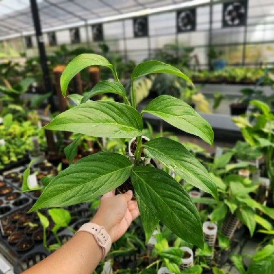 Monstera adansonii Valle de Antone