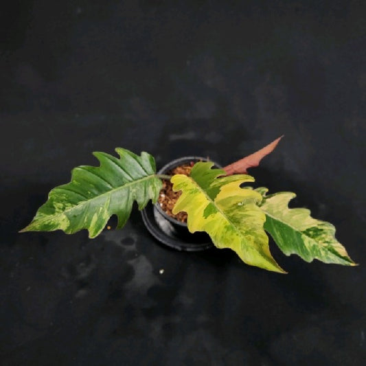 Philodendron Caramel Marble