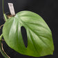Rhaphidophora tetrasperma wild form