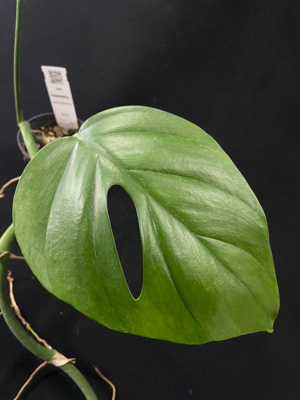 Rhaphidophora tetrasperma wild form