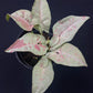 Syngonium Milk Confetti