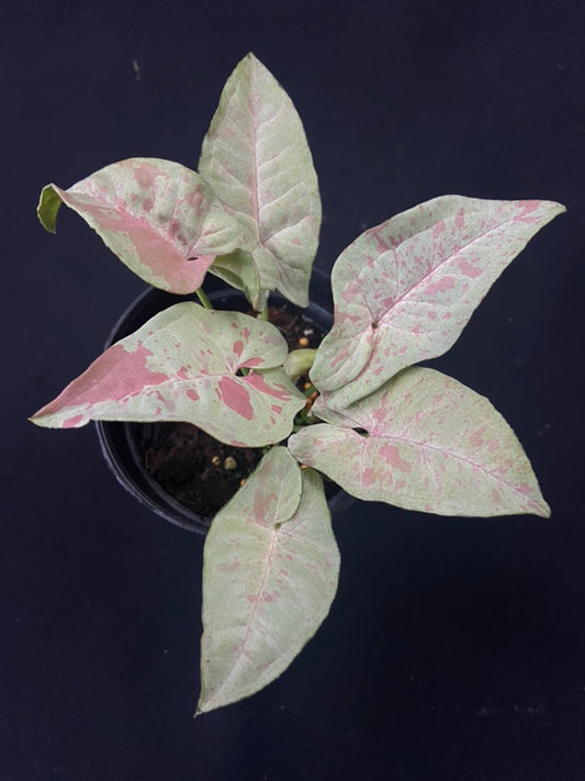 Syngonium Milk Confetti