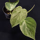 Philodendron hederaceum variegated